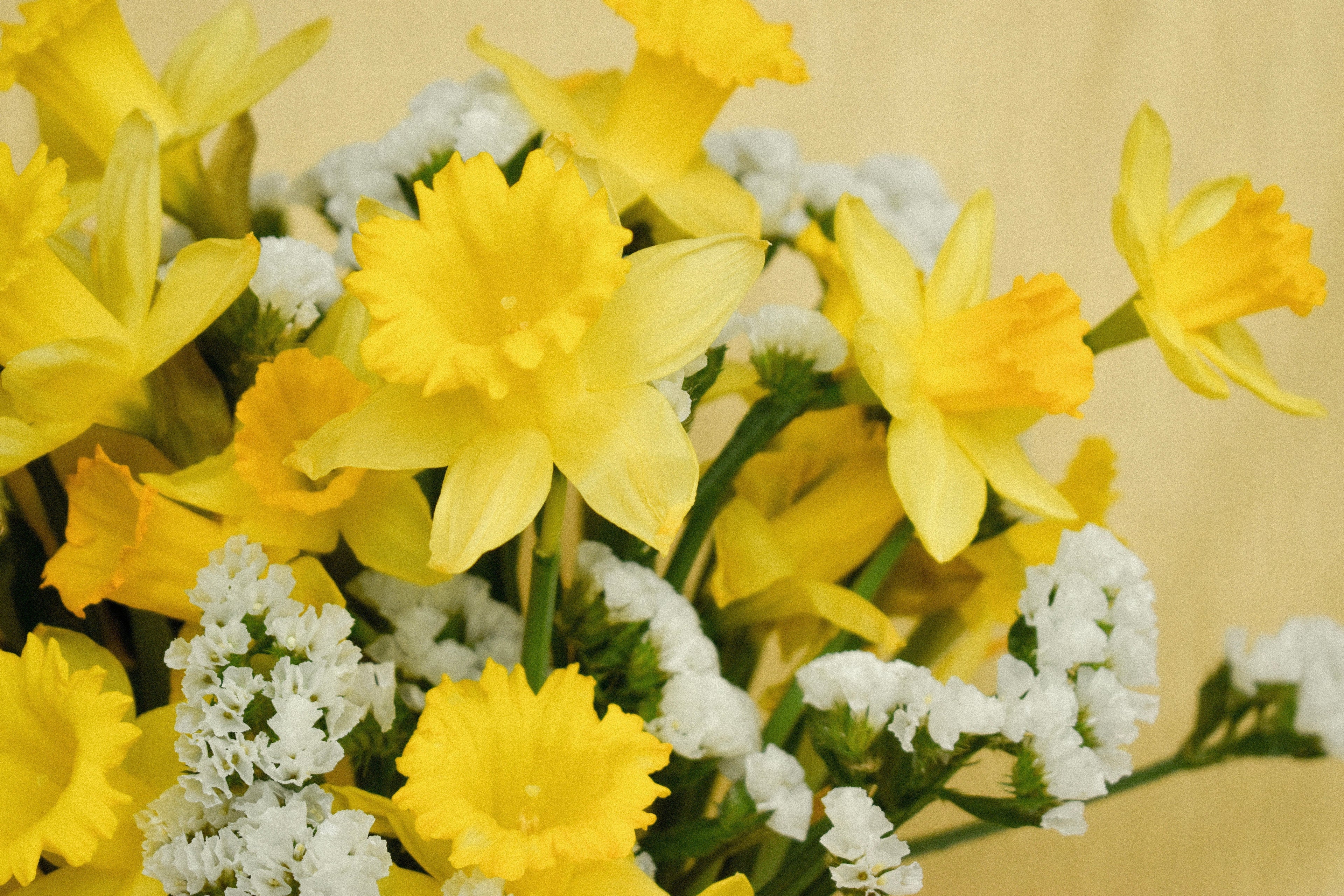 Floriography: The Daffodil